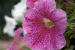 途中下車のぶら散歩 6/3 ③　PICT2716