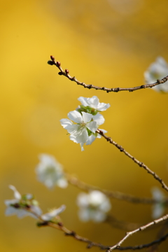 晩秋の十月桜と黄葉