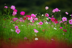 秋桜＆コキア～国営ひたち海浜公園～