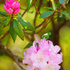 彩るシャクナゲ…③