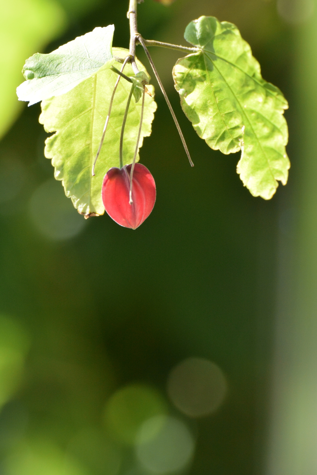 梅雨あけ前の照り付ける陽射しの中で… DSC_2766