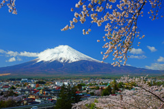 みんな桜と富士山が好き…⑦