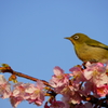 目白山からヤツが来た ③