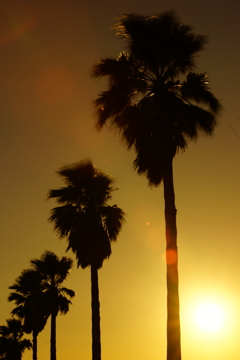 夕陽を浴びる椰子並木