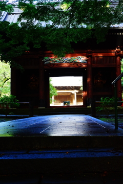 残暑の妙本寺 DSC08523