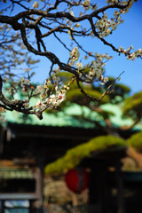 春の訪れ～梅咲く長谷寺