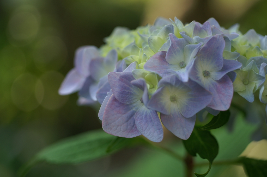 鎌倉　長谷にて①PICT1982