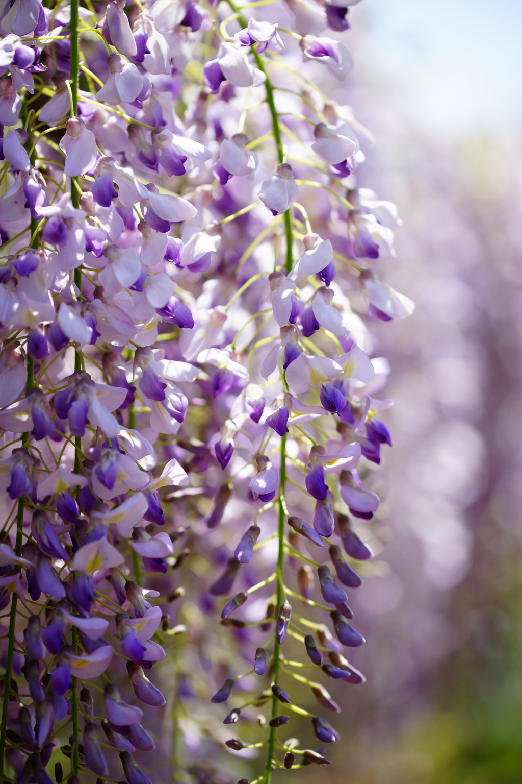 街中で見かけた春の花々～藤～