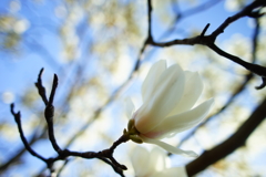 春色～白木蓮～⑥