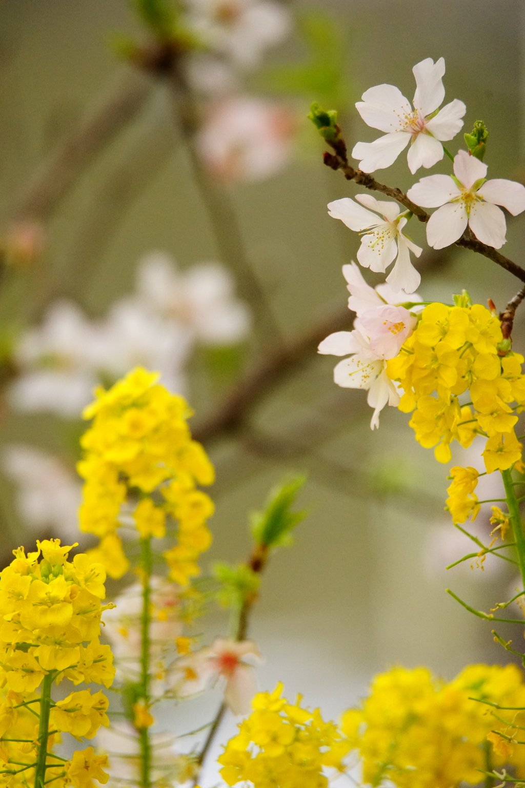 玉縄桜と菜の花