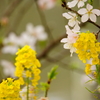 玉縄桜と菜の花