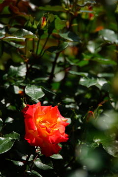 薔薇色の光に癒されて ⑤