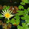 ぶら散歩 フラワーセンター 9/21 DSC06662