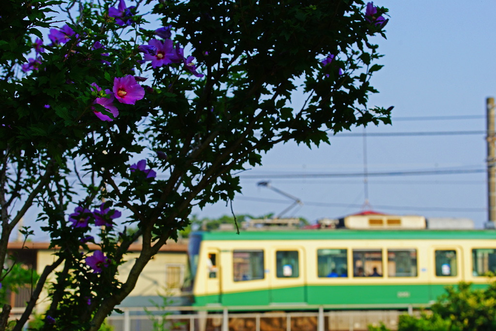 夏色の花を添えて