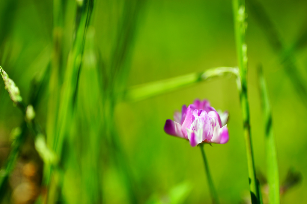 やっと君に会えた…蓮華草