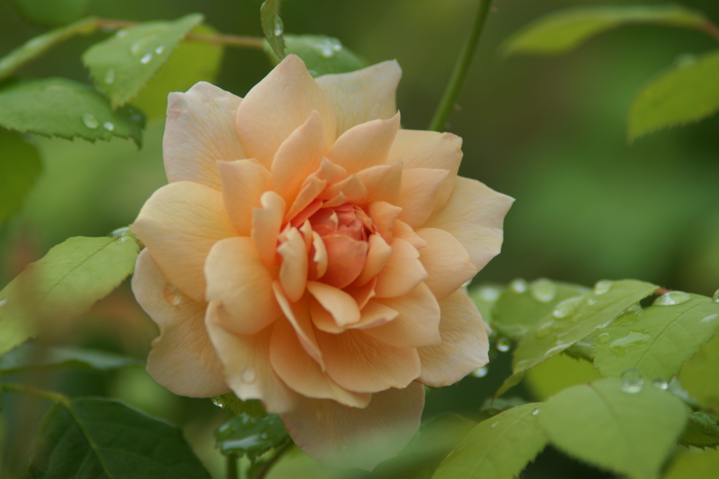 雨上がりの花菜ガーデンにて 6/27 DSC01595