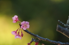 鎌倉宮 河津桜 2016 1/24 DSC04695