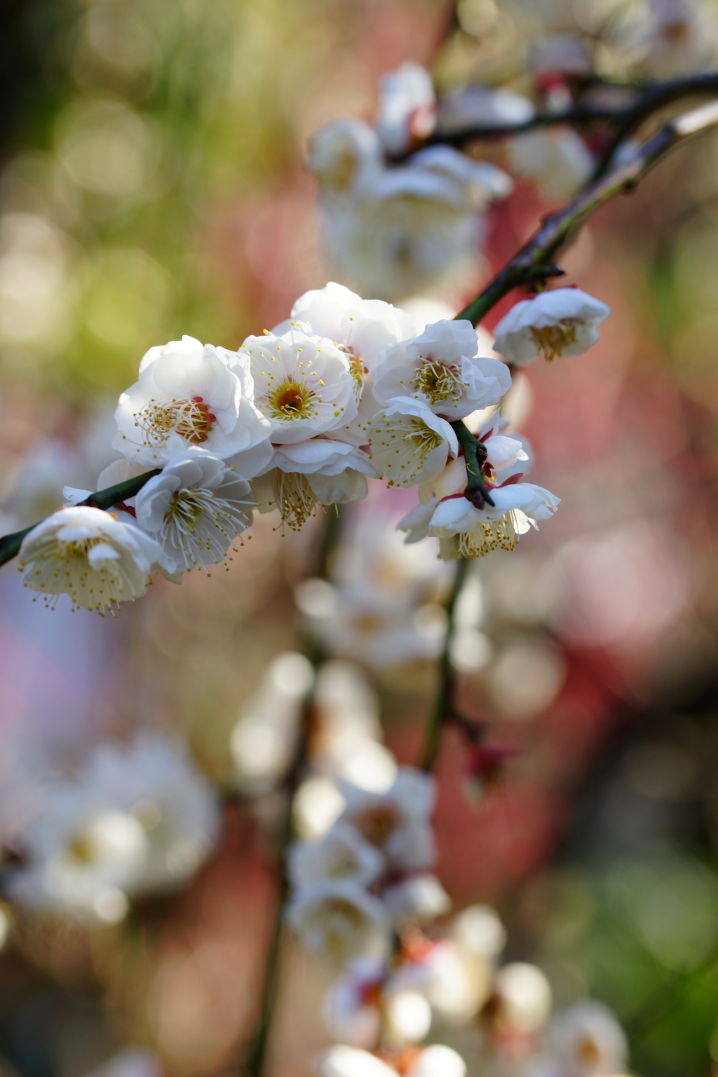立春の常立寺～枝垂れ梅～③
