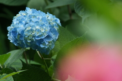 横須賀菖蒲園にて 6/6 DSC00591