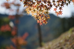 ぶら散歩 神奈川県立あいかわ公園 2015 11/3 DSC09884