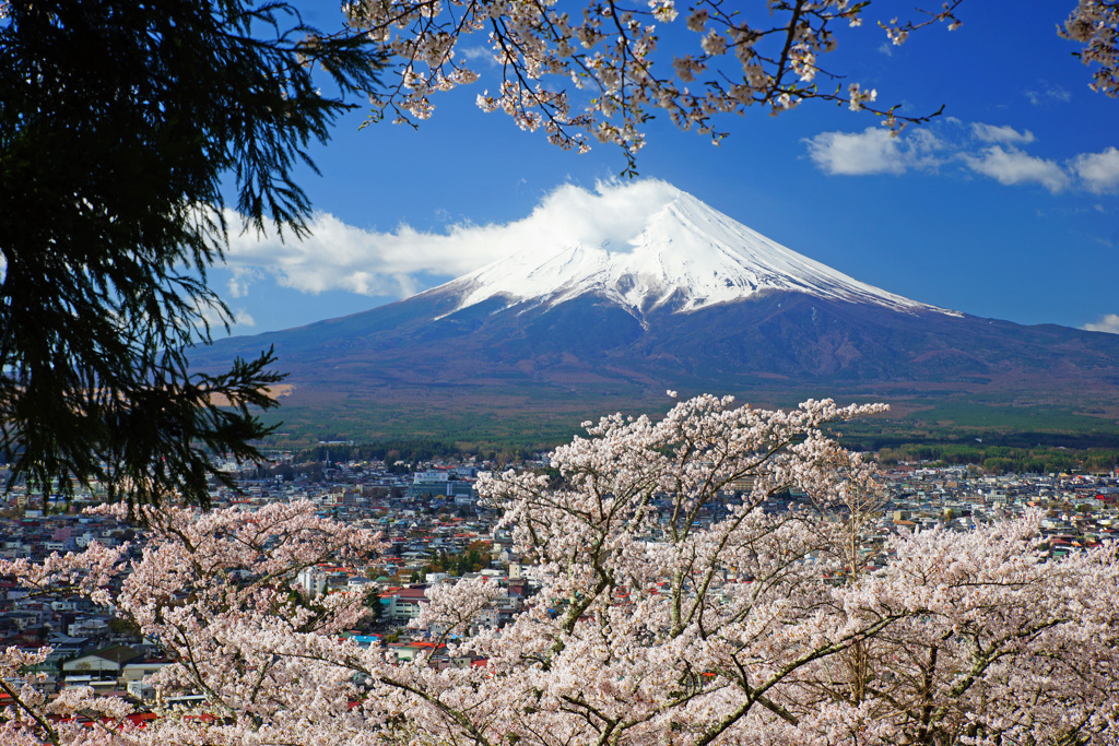 みんな桜と富士山が好き…④