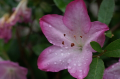 途中下車のぶら散歩 6/3②　PICT2689