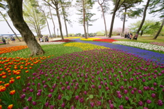 いざ、国営ひたち海浜公園 2016 4/23 DSC05611