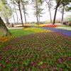 いざ、国営ひたち海浜公園 2016 4/23 DSC05611