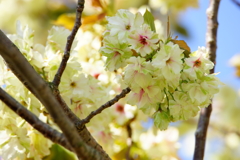 朝の光の中で～ウコン桜～