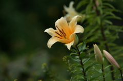 雨上がりの花菜ガーデンにて 6/27 DSC01435