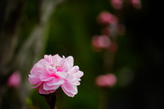 開花した花桃にウインクされたら素通りできないね…