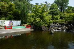 寒川神社 神嶽山神苑 2016 5/15 DSC02166