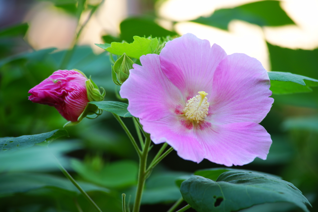 ぶら散歩 小動 9/13 DSC06272