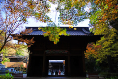 晩秋の妙本寺山門 ②