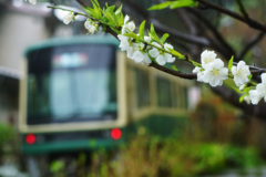 大島桜が咲く頃に…③