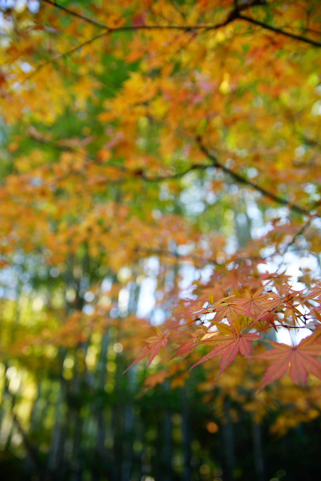 報国寺 竹撮ぶら散歩 2015 12/12 DSC02583