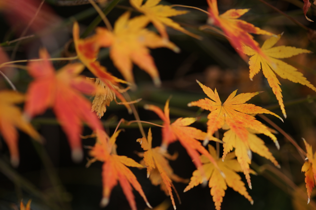 晩秋 2015 12/27 DSC02984