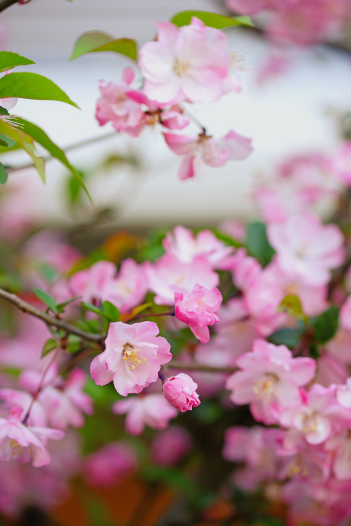 ぶらっと北鎌倉～花海棠～