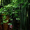 雨宿り 報国寺 竹の庭  2016 8/20 DSC07964