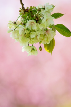 朝の光の中で～ウコン桜～②