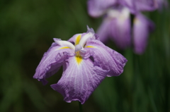 横須賀菖蒲園にて 6/6 DSC00950