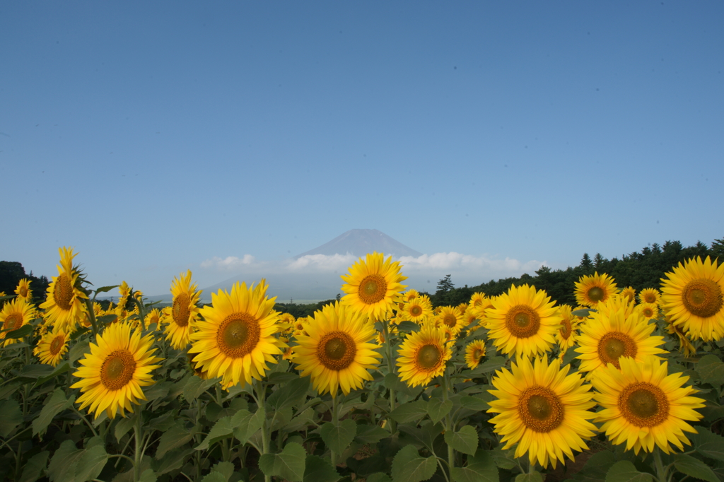 花の都公園 8/9 DSC04218