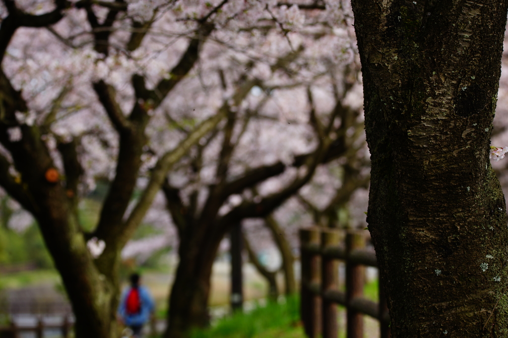 秦野戸川公園  2016 4/9 DSC08300