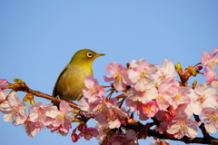 目白山からヤツが来た ②