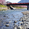 河津桜まつり 2016 2/21 DSC06056