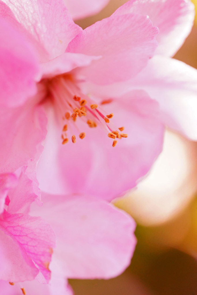 ぶらっと北鎌倉～花桃～⑤