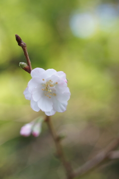 十月桜 ぶら散歩東慶寺 2015 10/24 DSC00661