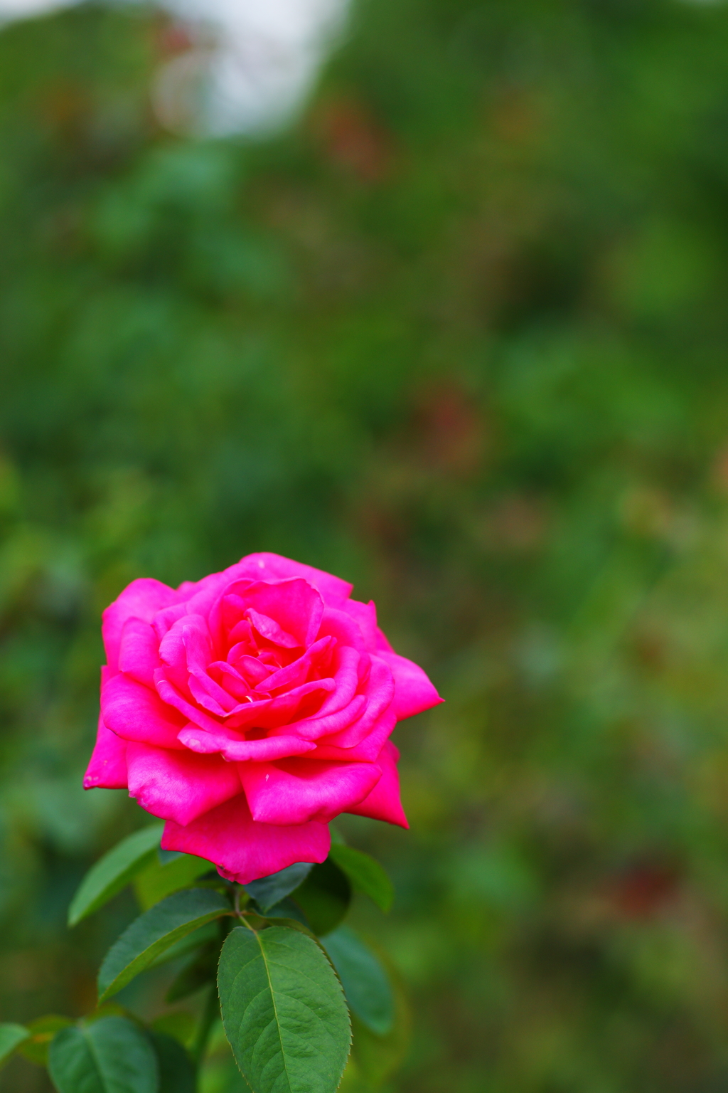 ぶら散歩 フラワーセンター 9/21 DSC06519