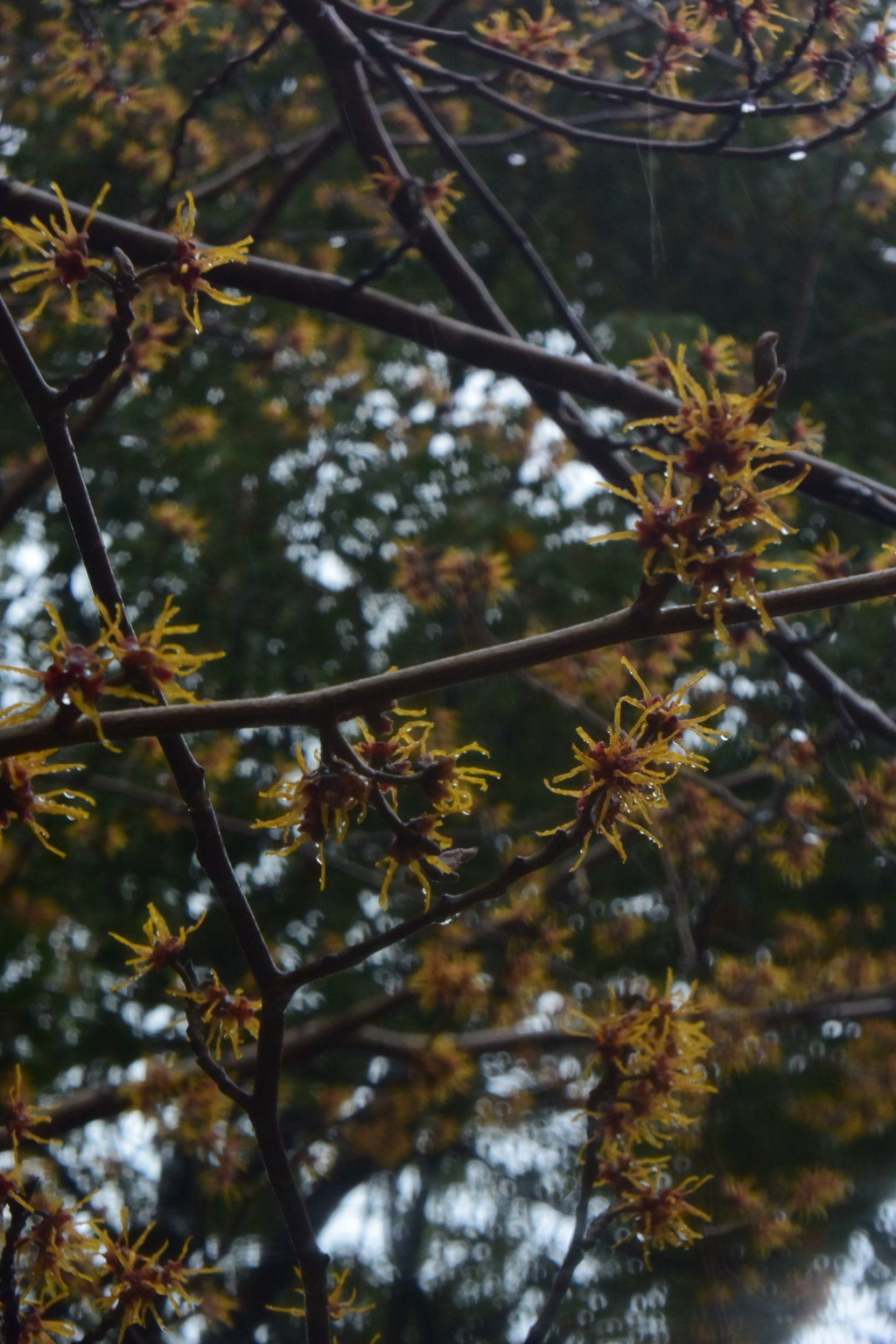 マンサク 雨の長久保公園 20160319 DSC_2391