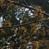 マンサク 雨の長久保公園 20160319 DSC_2391